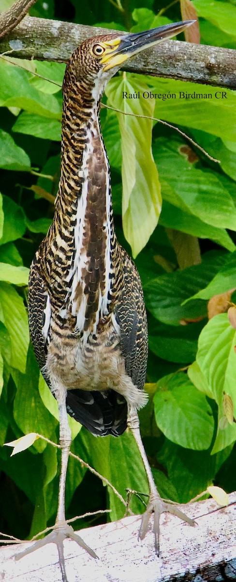 Rufescent Tiger-Heron - ML642116663