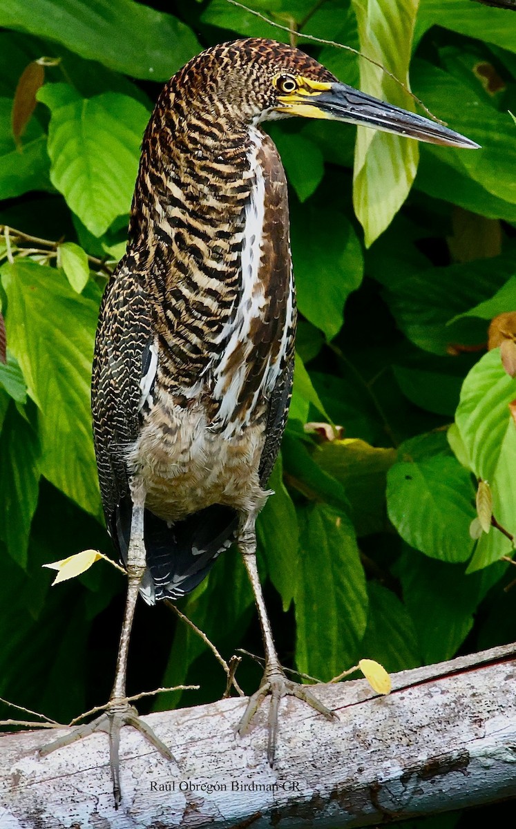 Rufescent Tiger-Heron - ML642116664