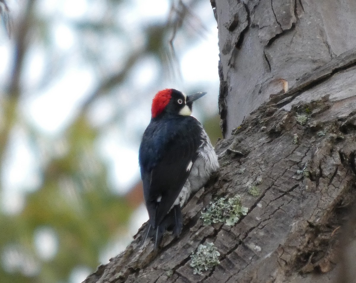 Acorn Woodpecker - ML642116665