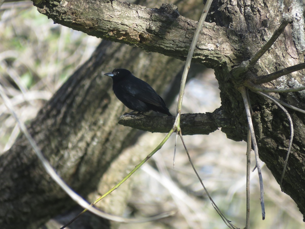 White-lined Tanager - ML642116666