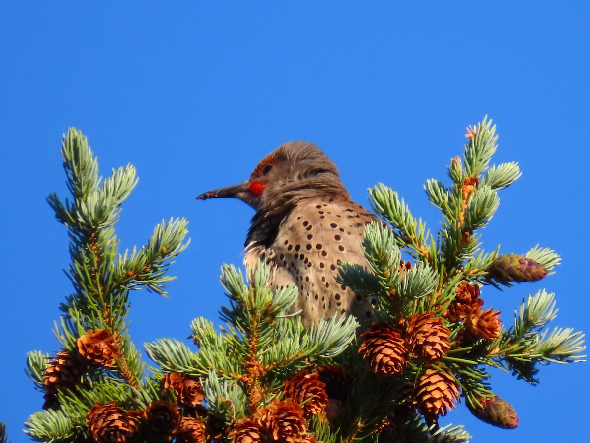 Northern Flicker (Red-shafted) - ML642116667