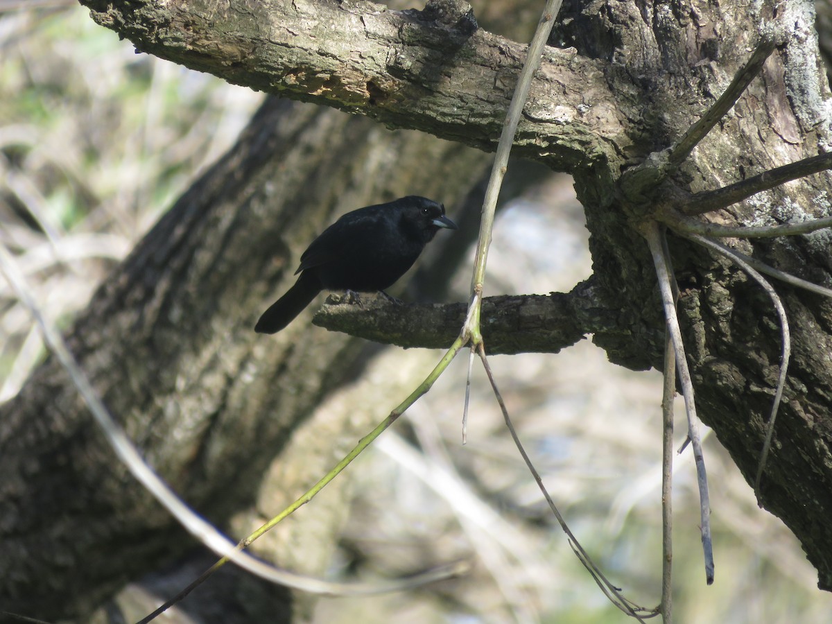 White-lined Tanager - ML642116668