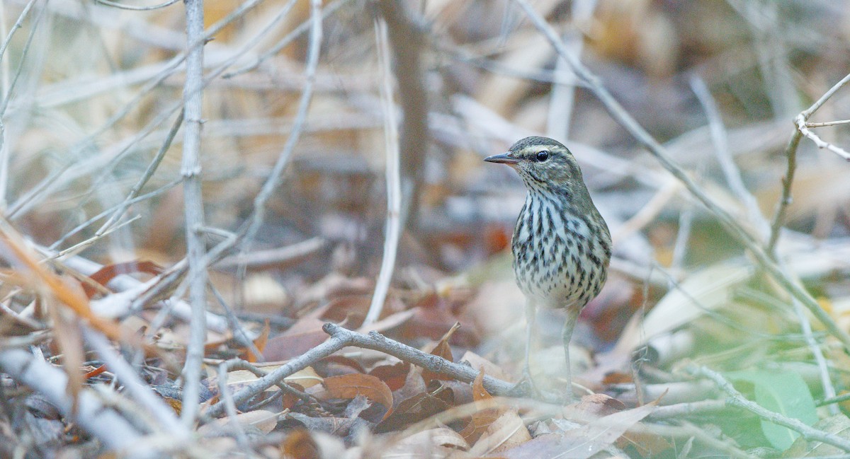 Northern Waterthrush - Michael Sadat