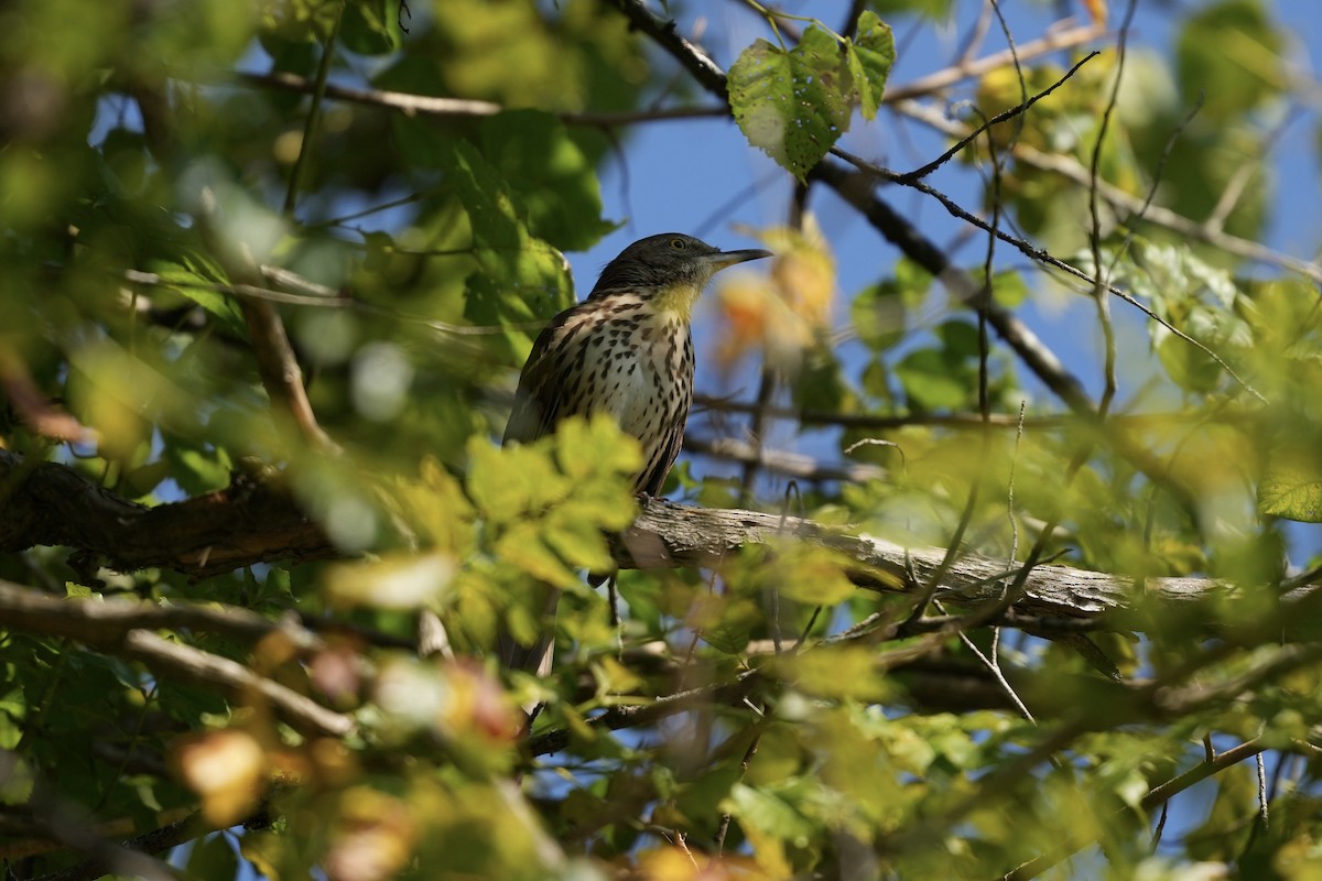 Brown Thrasher - ML642116674