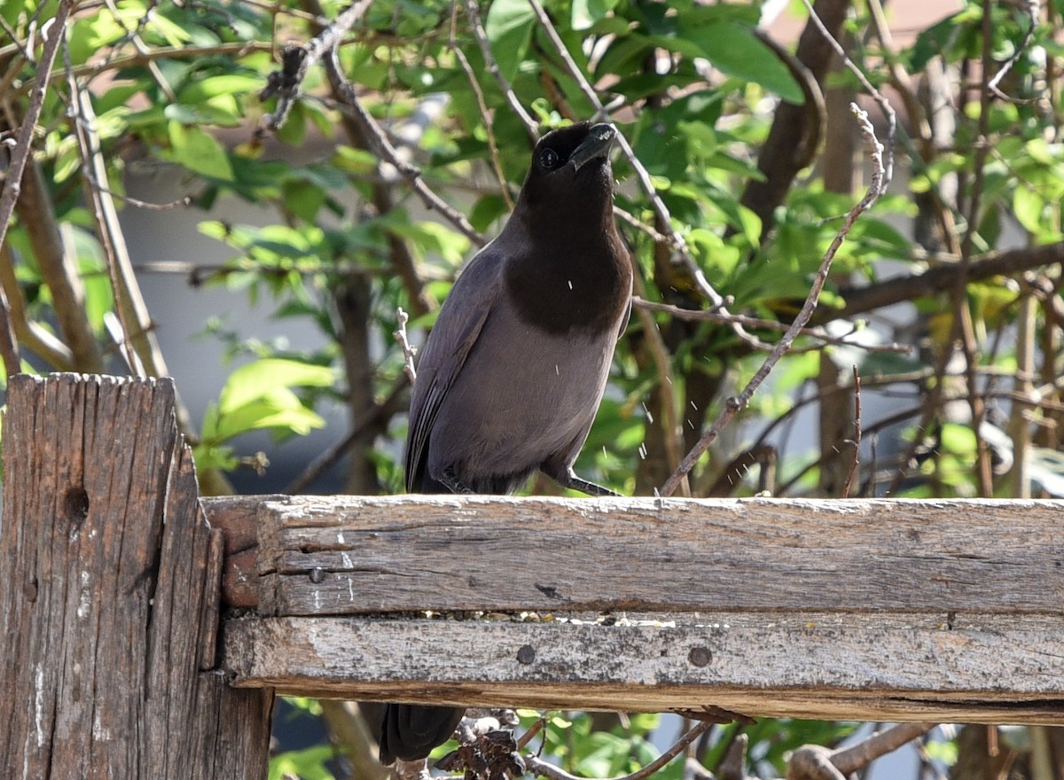 Purplish Jay - ML642116676