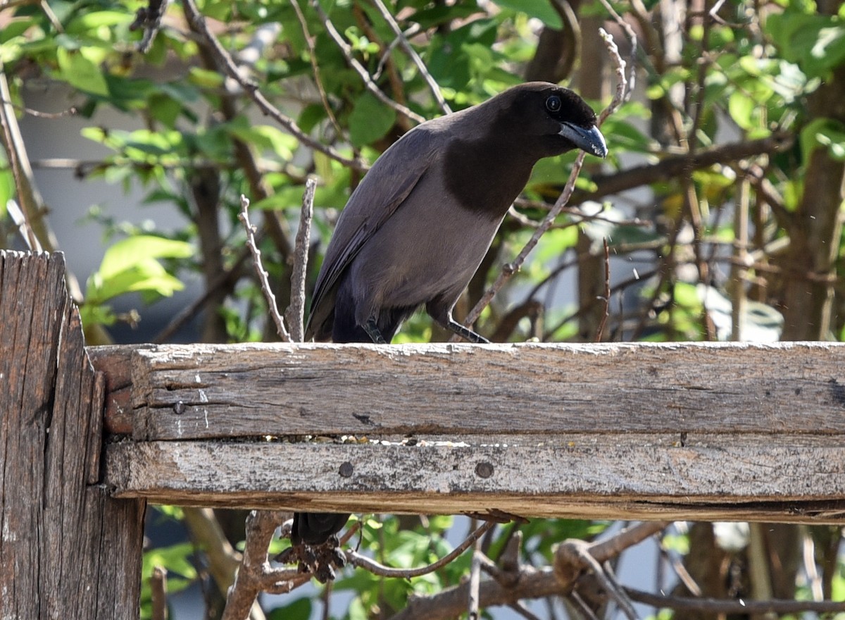 Purplish Jay - ML642116677