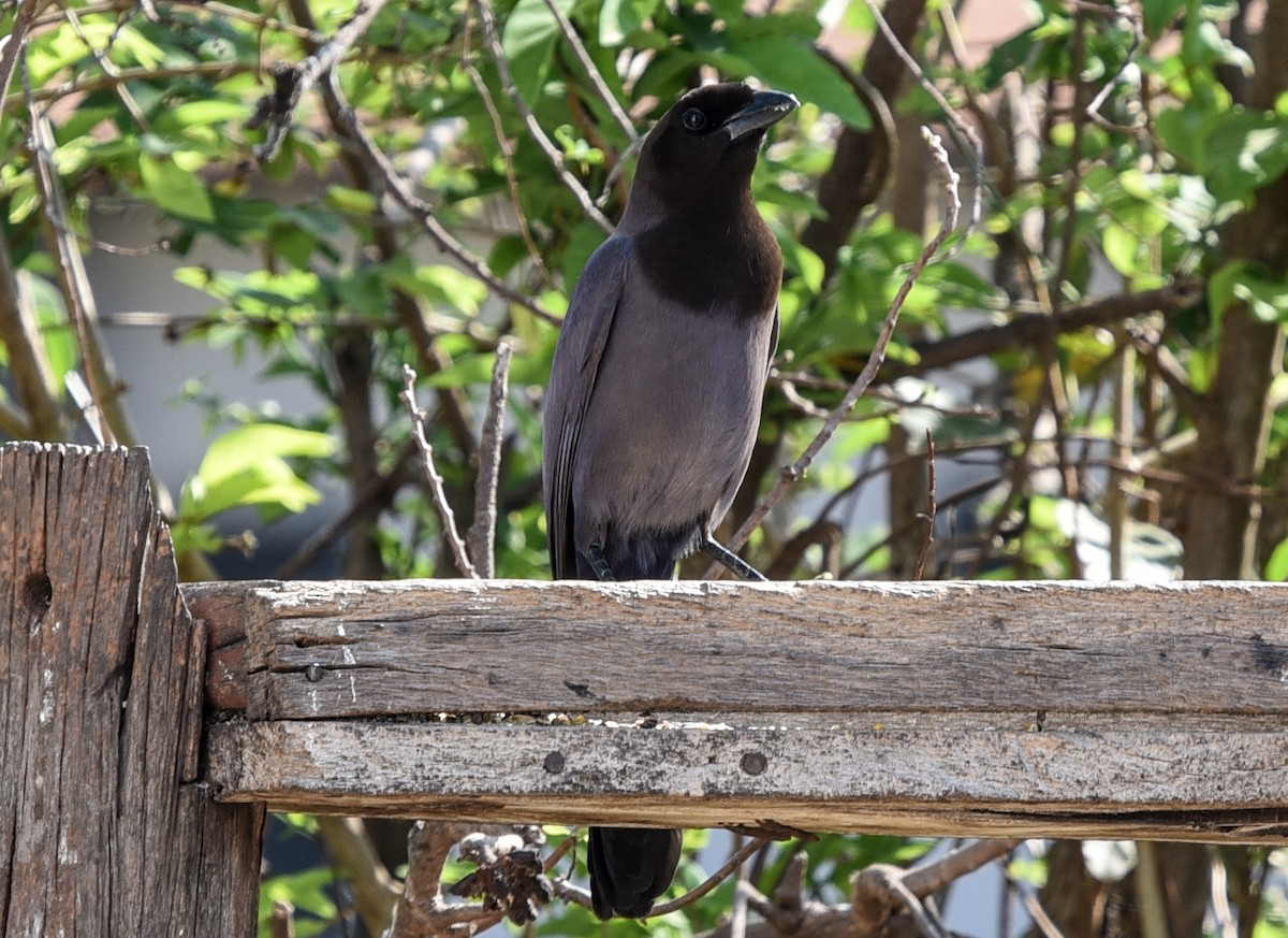 Purplish Jay - ML642116678