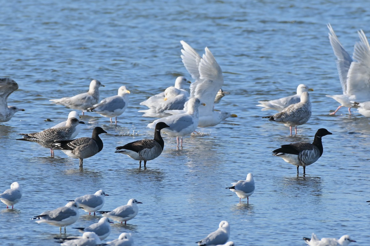 Branta musubeltza - ML642116680