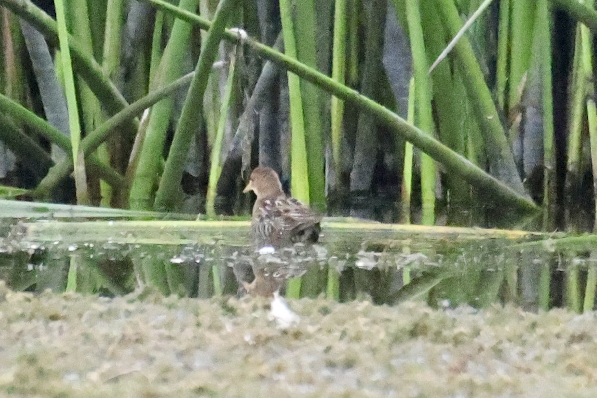 Sora uroilanda - ML642116681