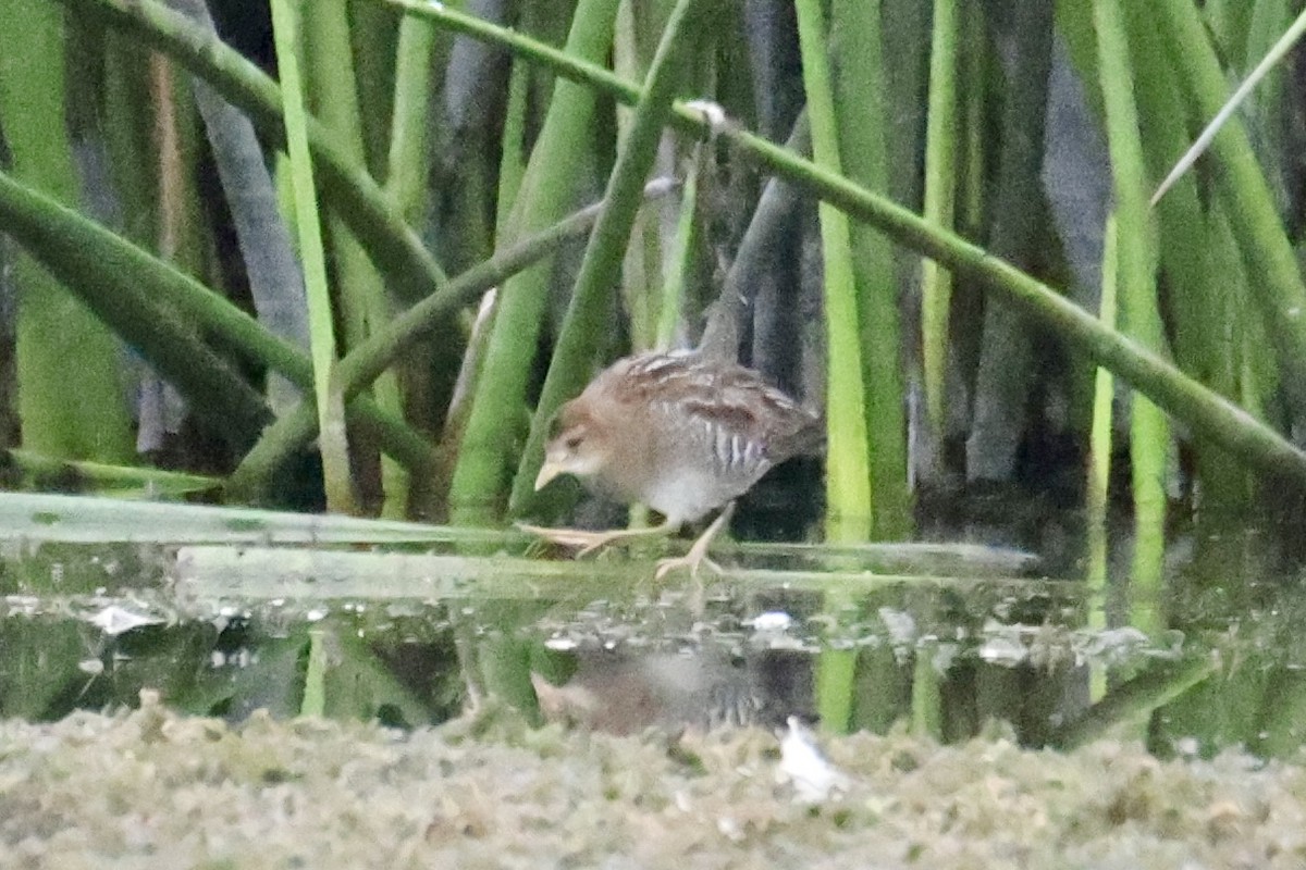 Sora uroilanda - ML642116682
