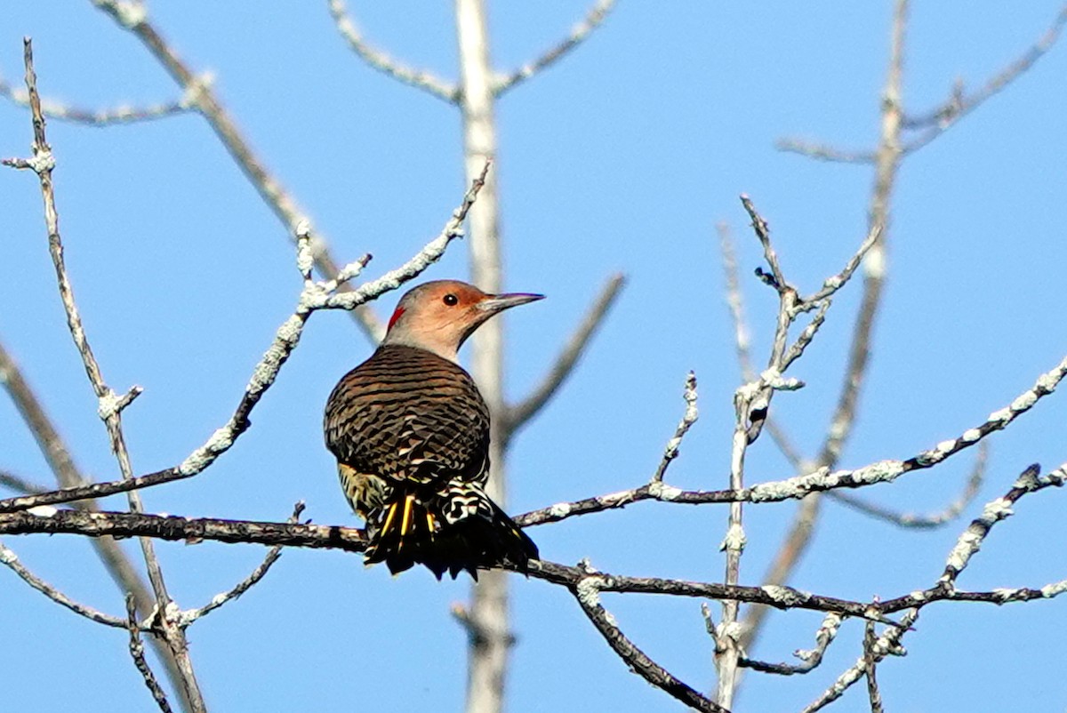 Northern Flicker - ML642116686