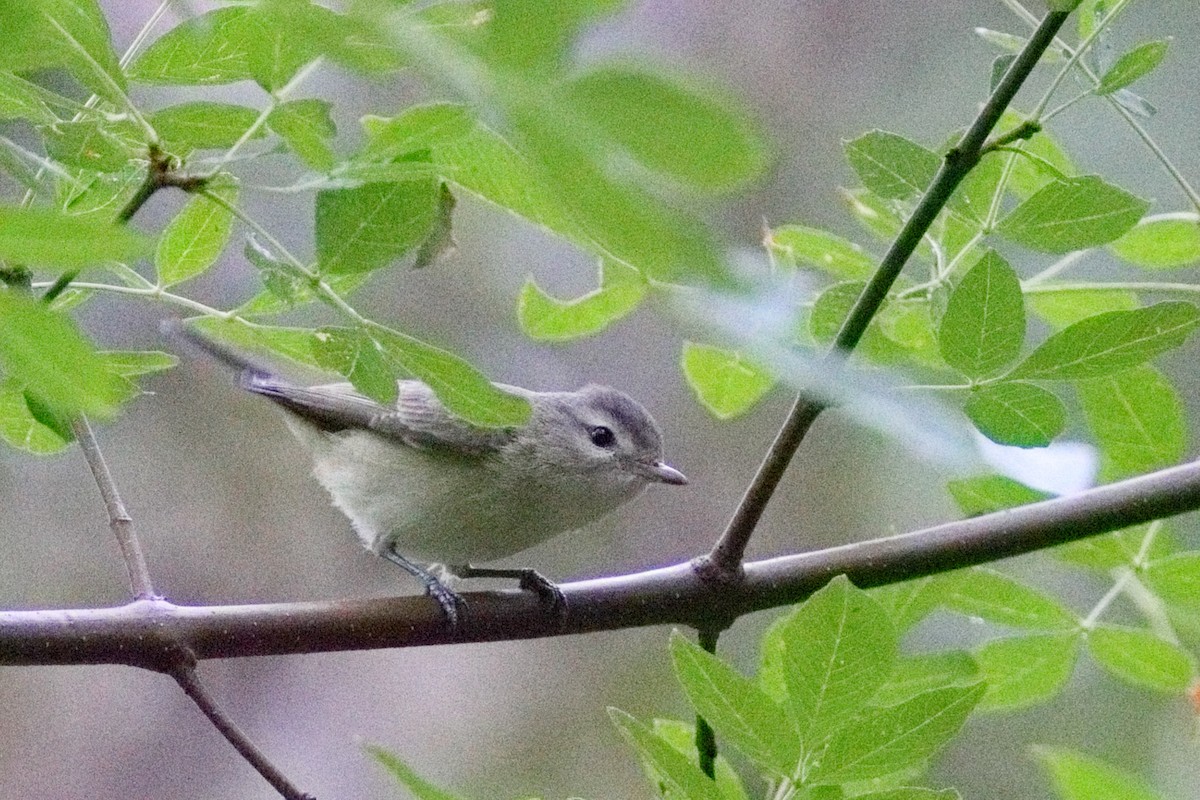 Warbling Vireo - ML642116690