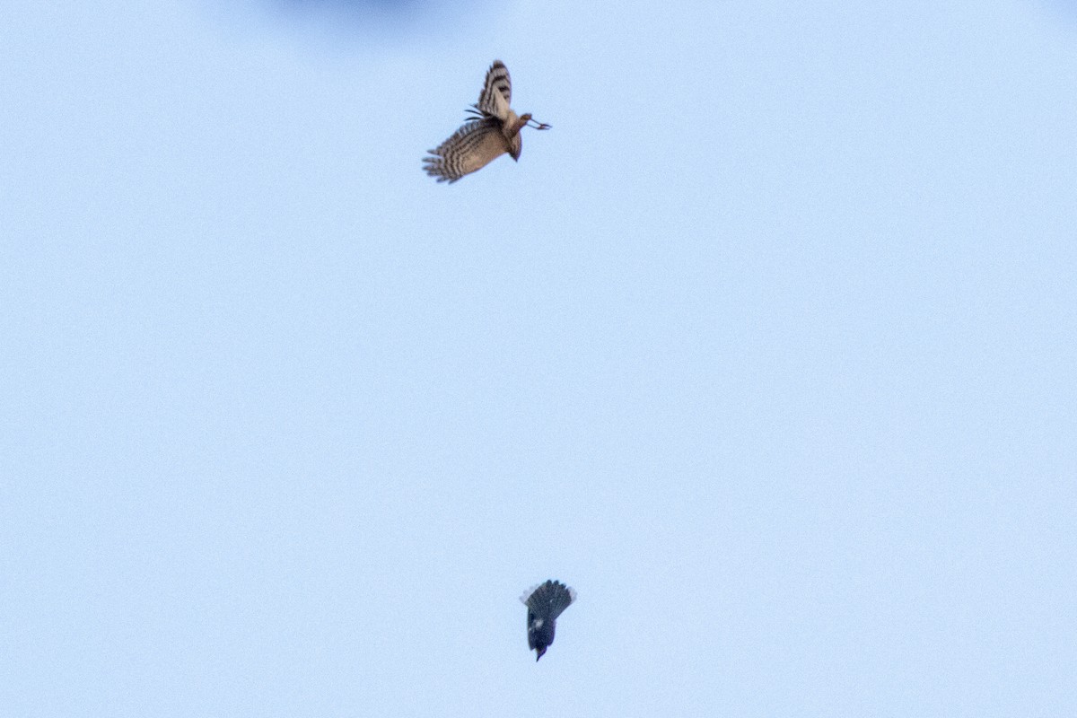 Sharp-shinned Hawk - ML642116693