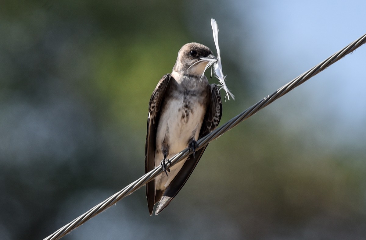Brown-chested Martin - ML642116707
