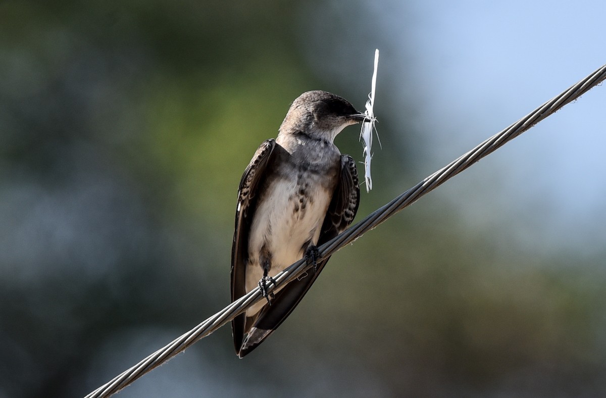 Brown-chested Martin - ML642116708
