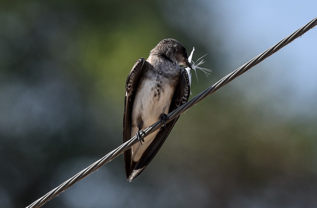 Brown-chested Martin - ML642116709