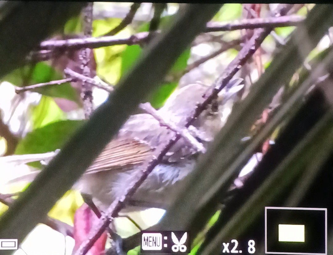 Vireo Piquigrueso - ML642116716