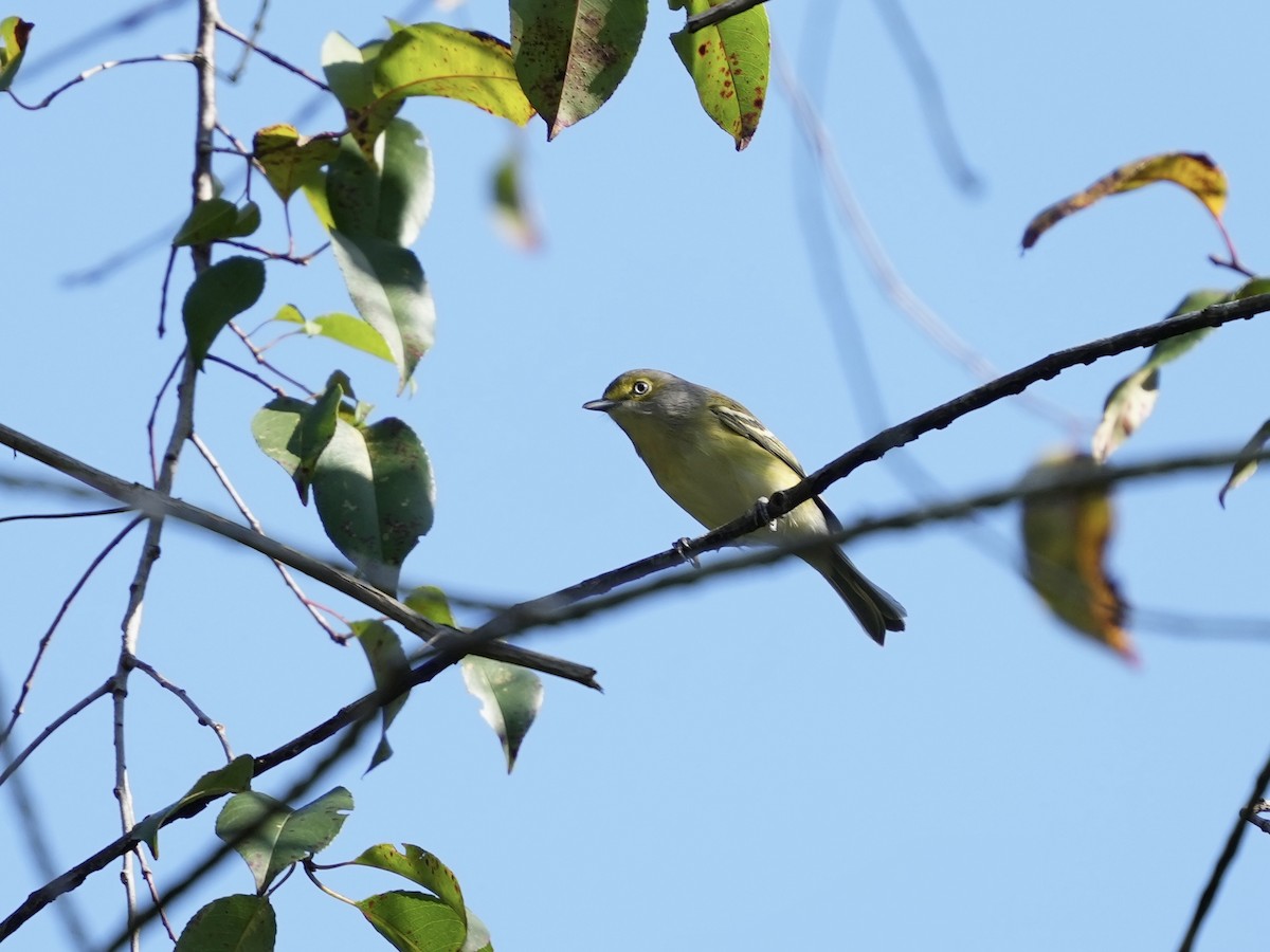 White-eyed Vireo - ML642116719