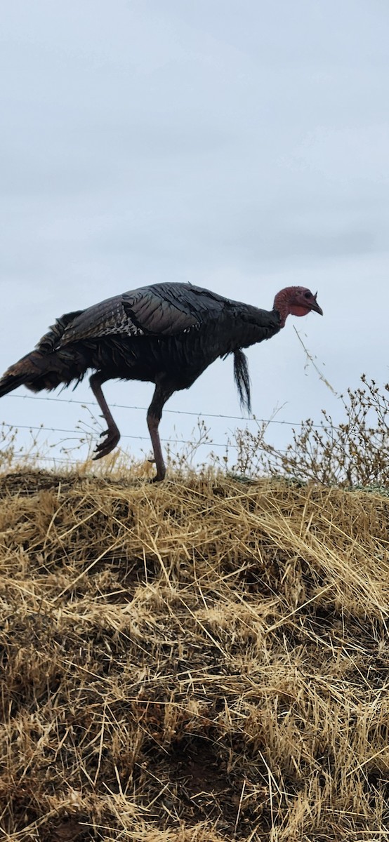 Wild Turkey - ML642116724