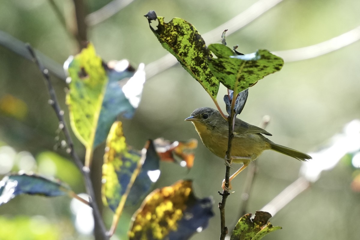 Common Yellowthroat - ML642116734