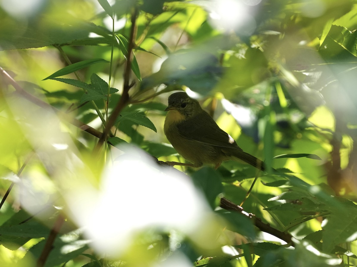 Common Yellowthroat - ML642116735