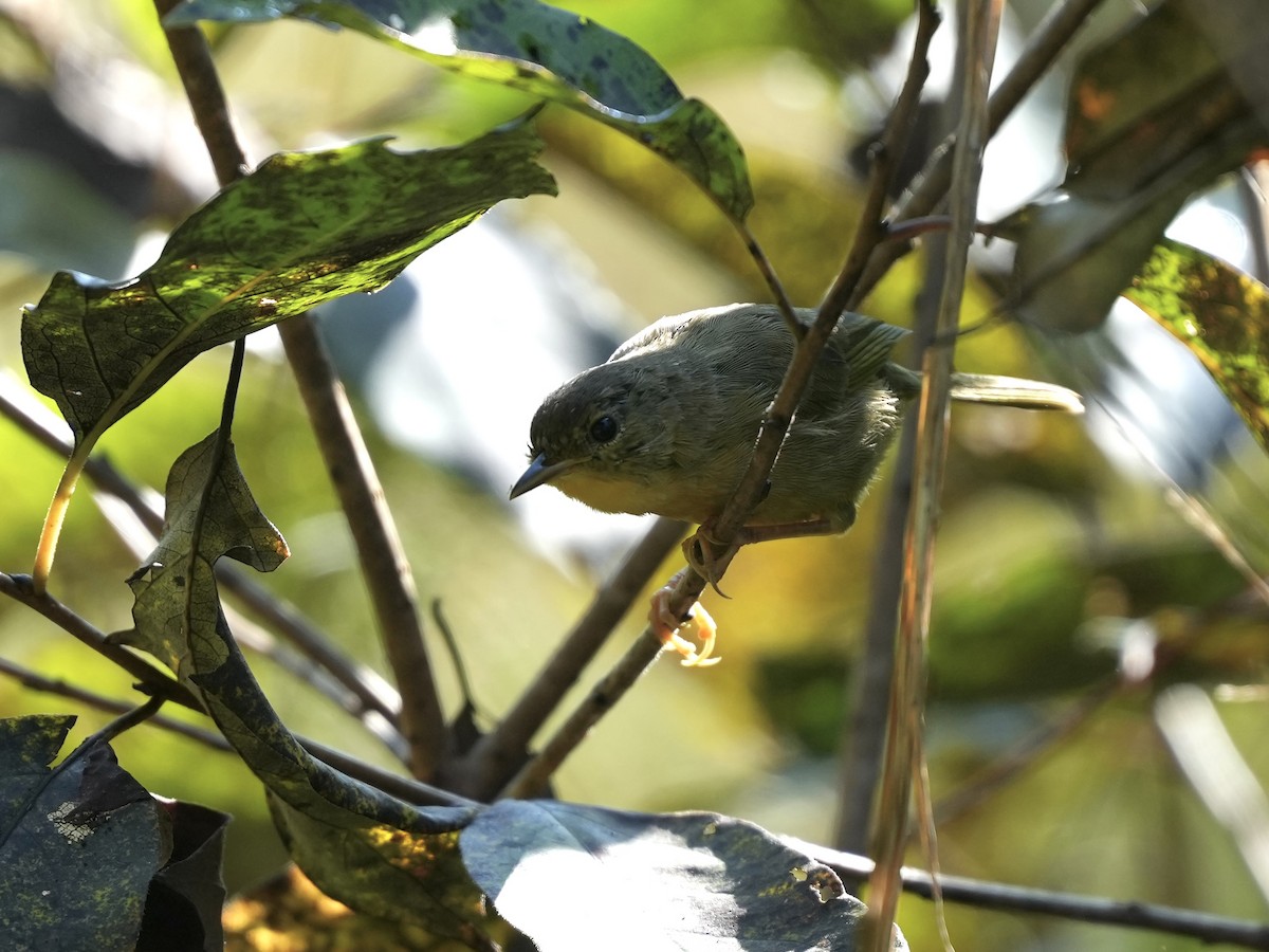 Common Yellowthroat - ML642116736