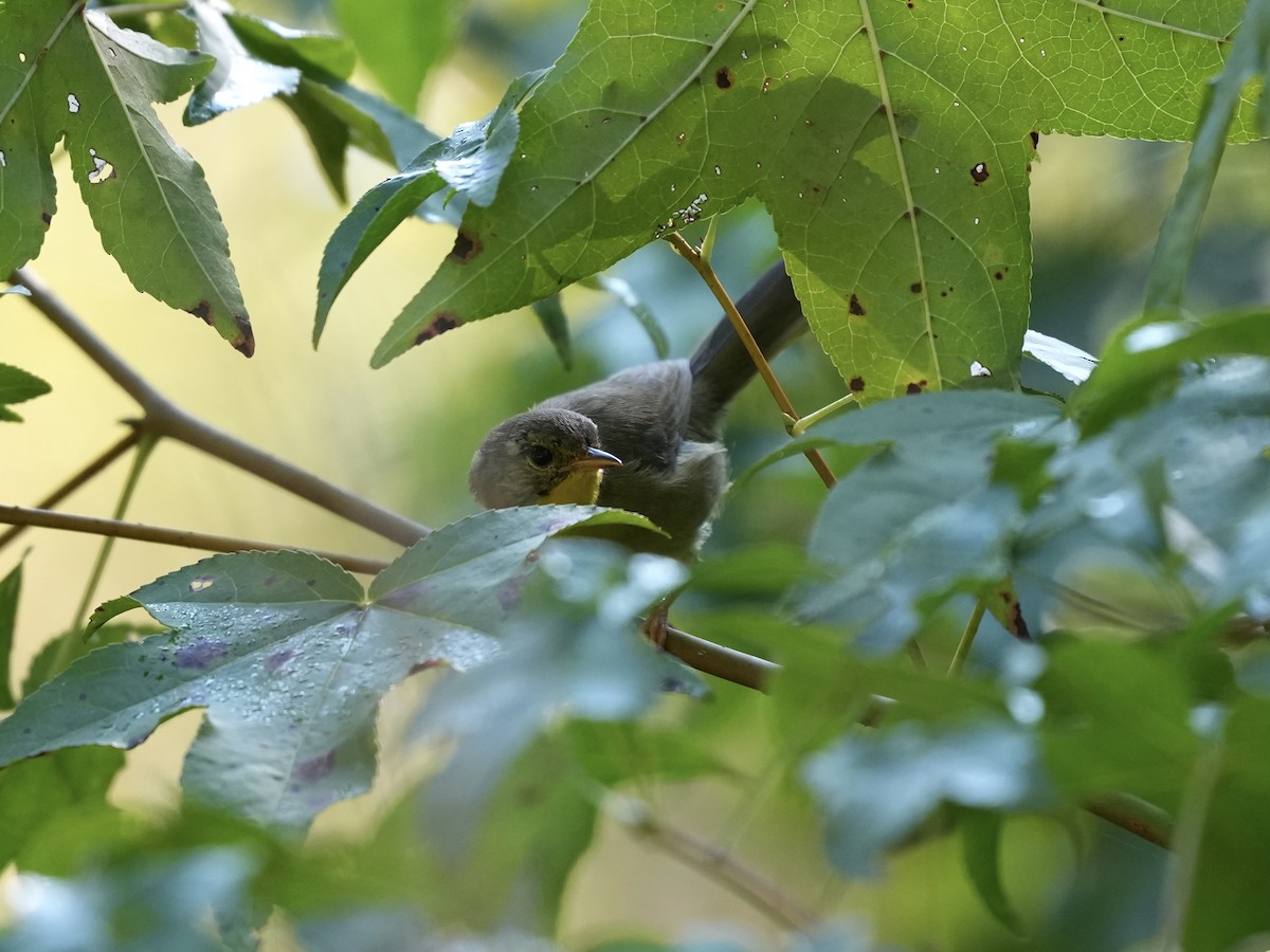 Common Yellowthroat - ML642116737