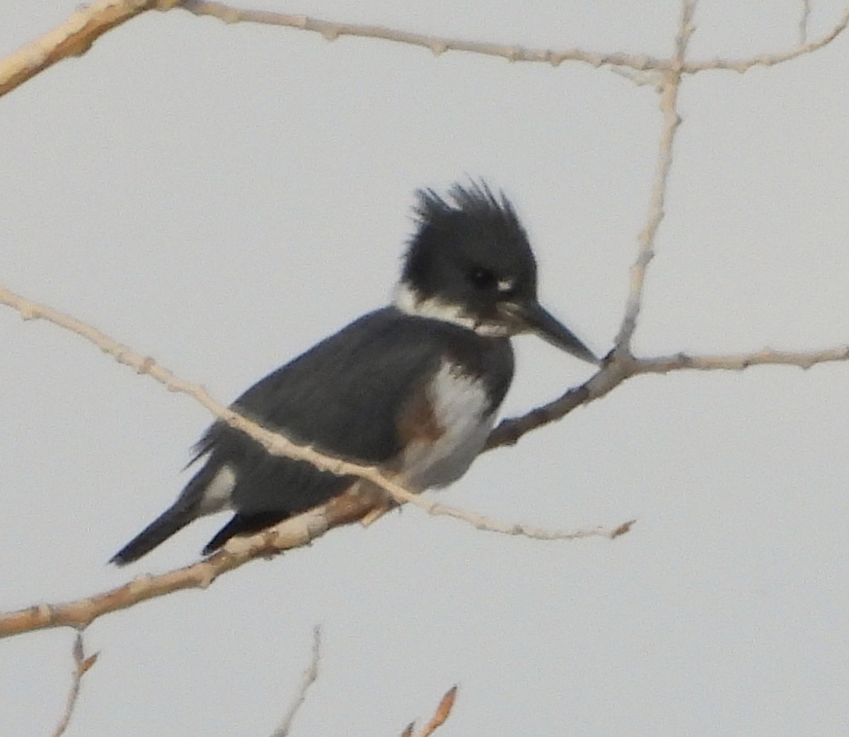 Belted Kingfisher - Mark Romero