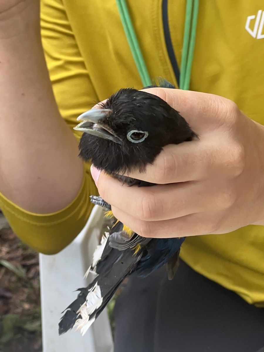 Black-headed Trogon - ML642116744