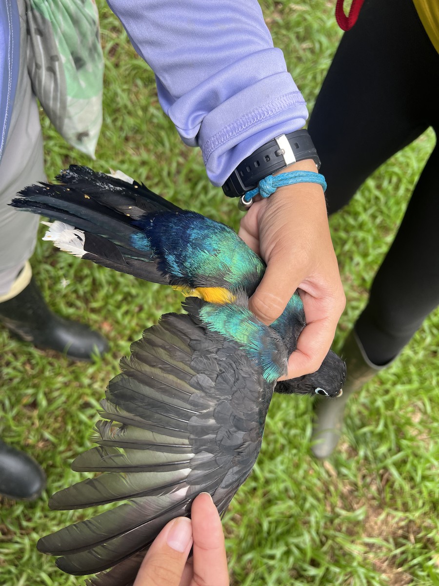 Black-headed Trogon - ML642116745