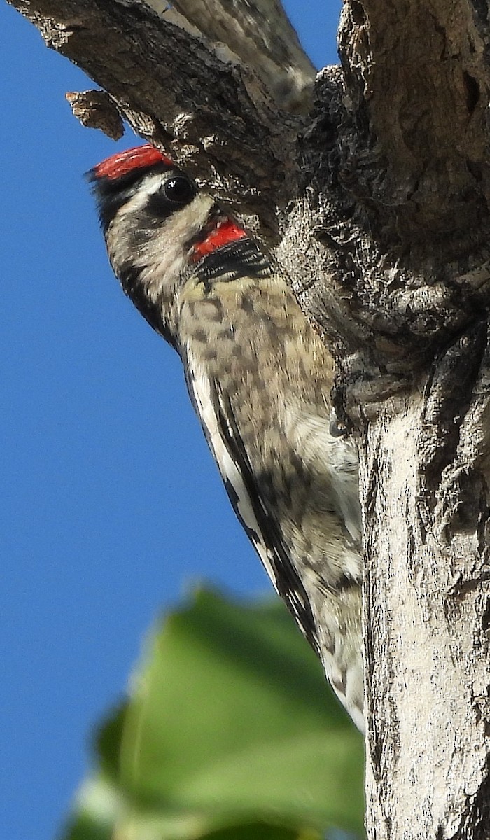 Red-naped Sapsucker - ML642116751
