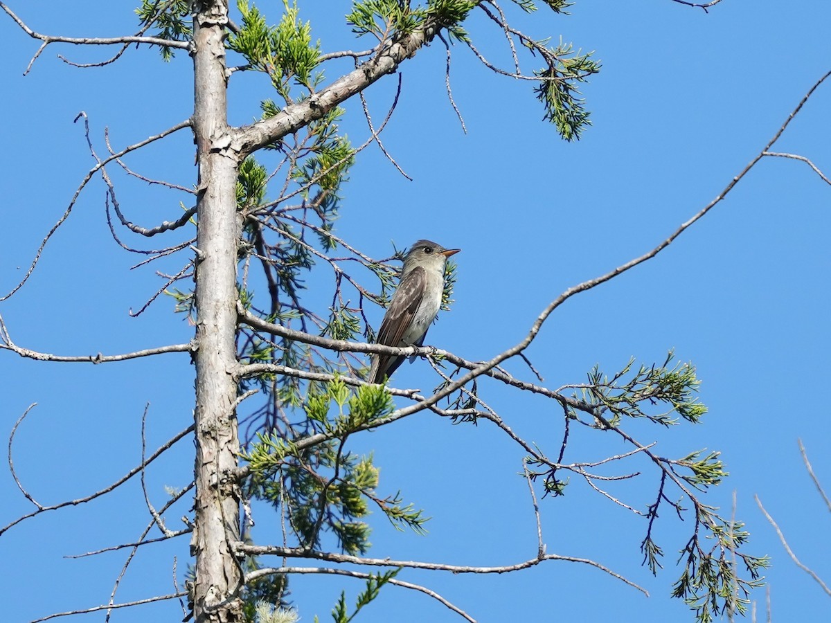 Eastern Wood-Pewee - ML642116759