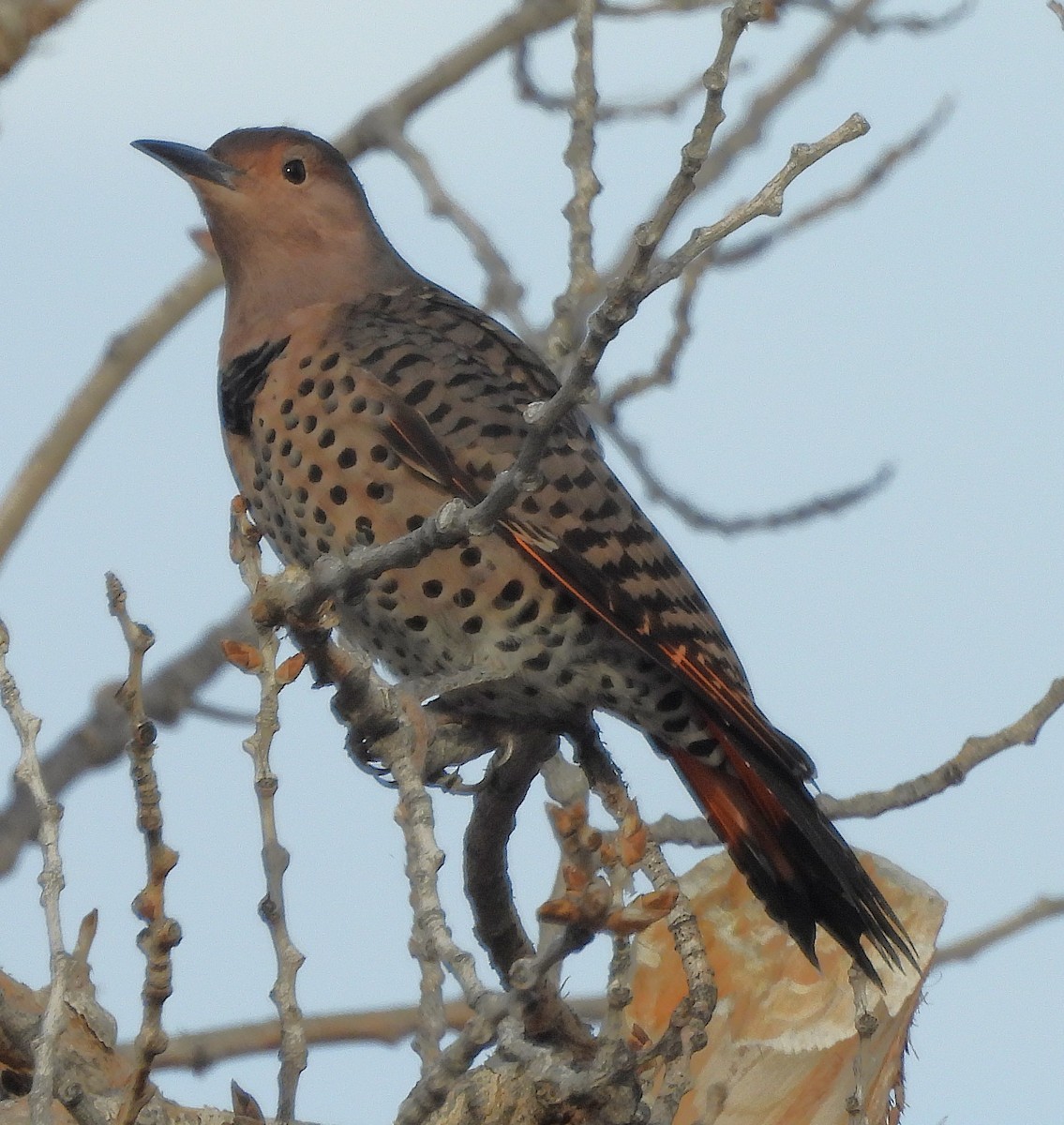 Northern Flicker - Mark Romero