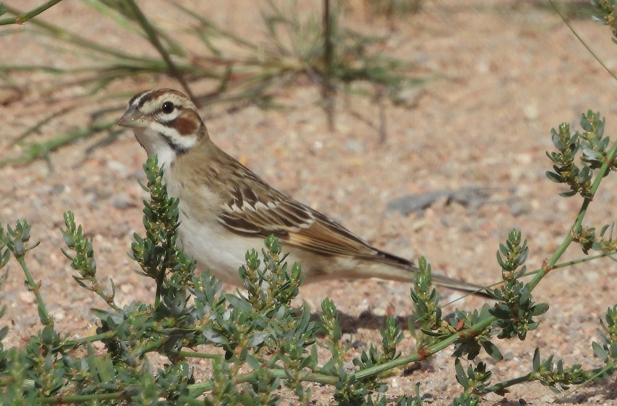 Lark Sparrow - ML642116775
