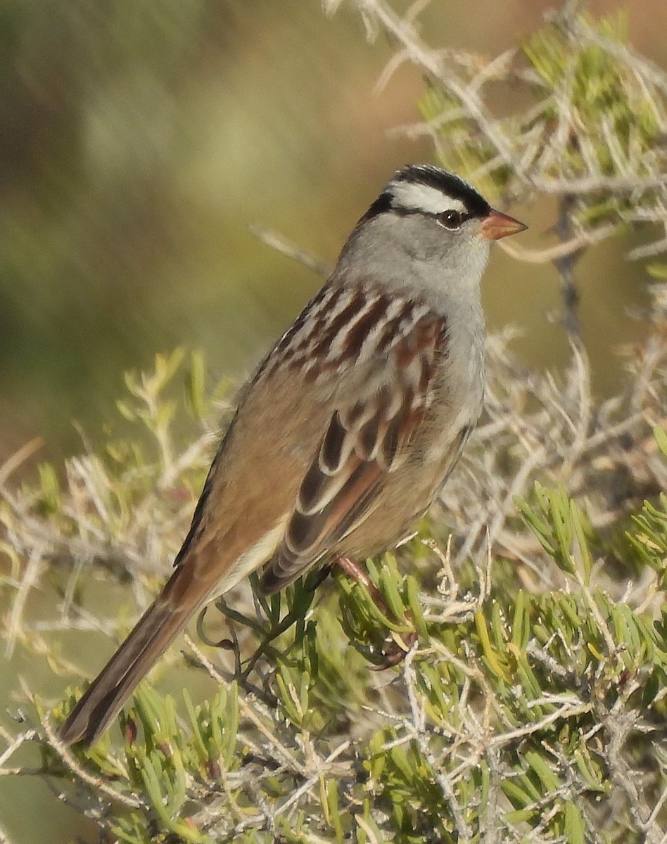 White-crowned Sparrow - Mark Romero