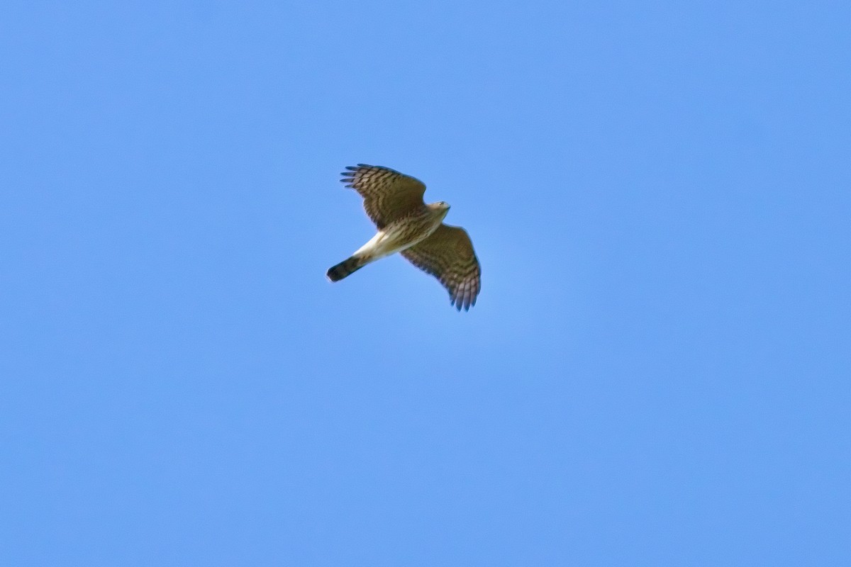 Sharp-shinned Hawk - ML642116785