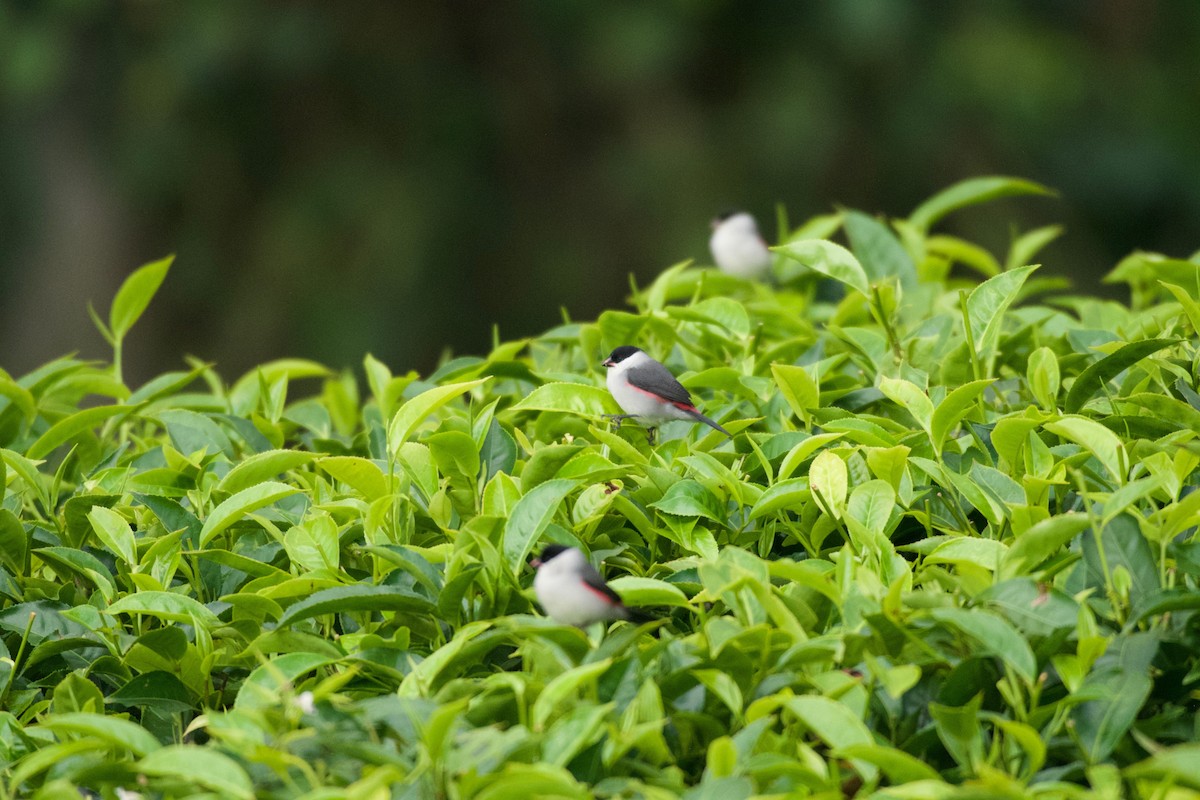 Black-crowned Waxbill - Johan Bergkvist