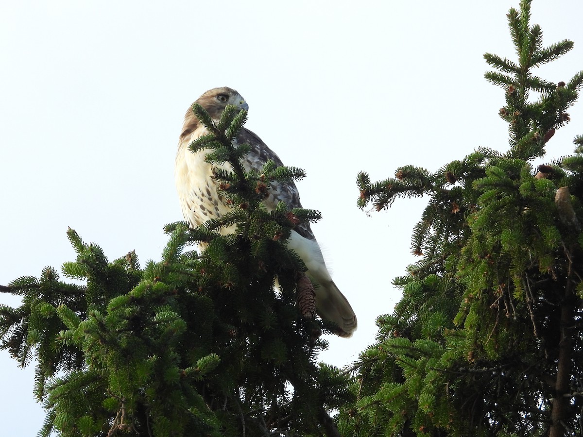 Red-tailed Hawk - George Koppel