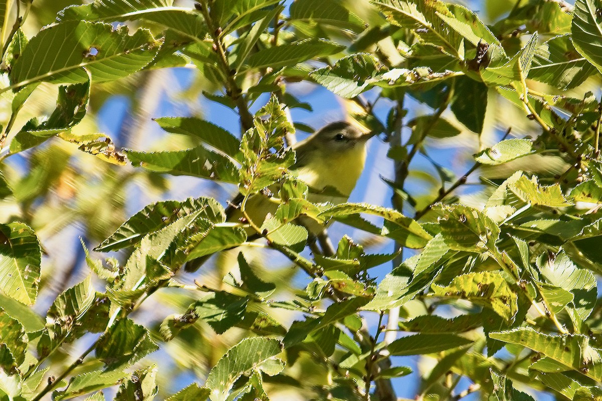 Philadelphia Vireo - ML642116792