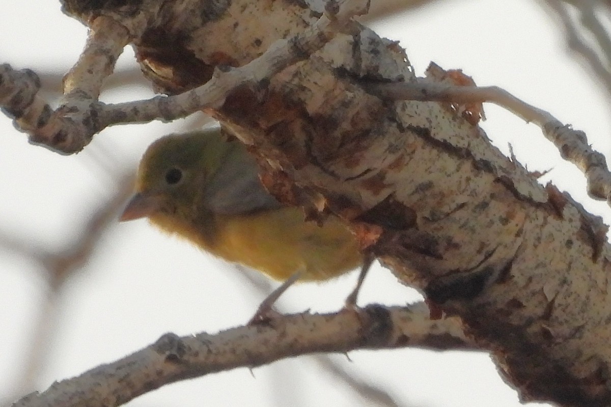 Painted Bunting - Mark Romero