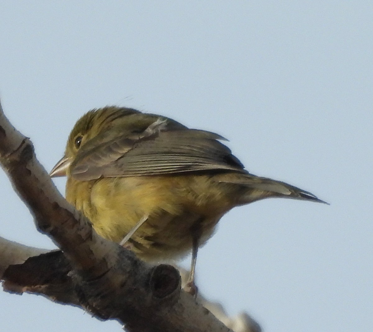 Painted Bunting - Mark Romero