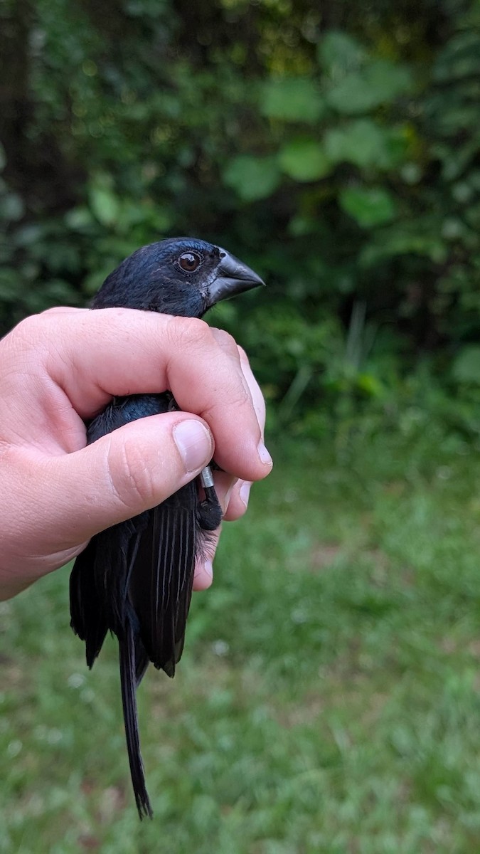 Blue-black Grosbeak - ML642116797