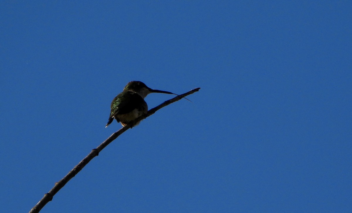 Ruby-throated Hummingbird - ML642116798