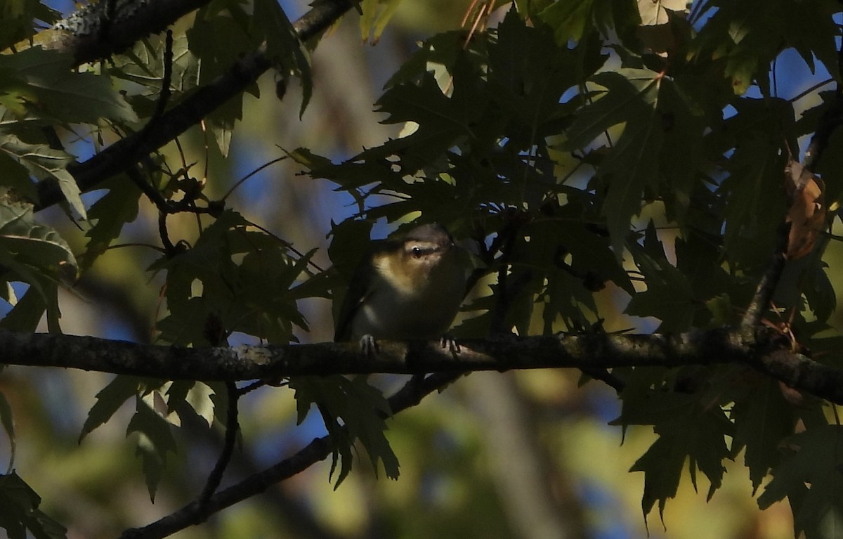Red-eyed Vireo - ML642116802
