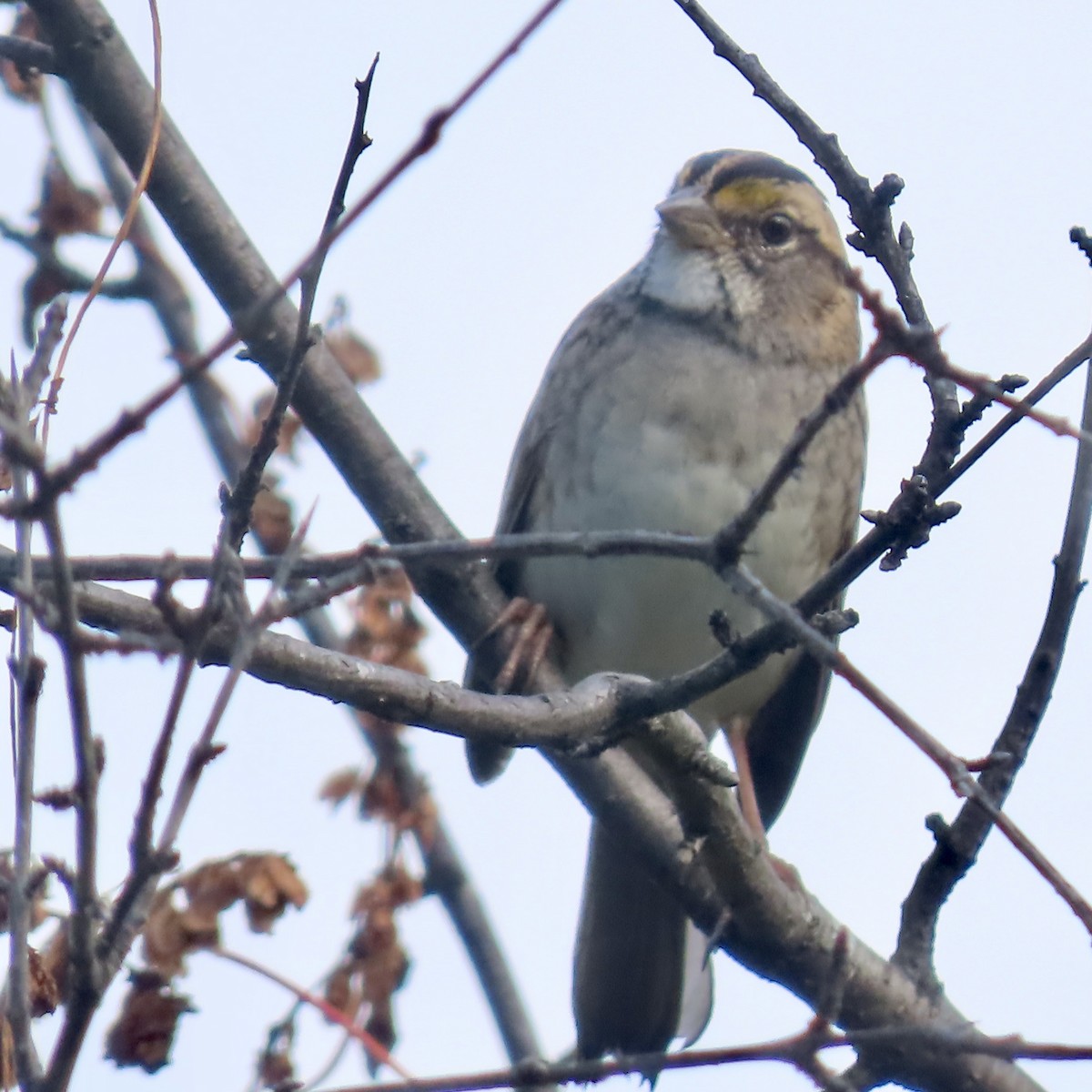White-throated Sparrow - ML642116803