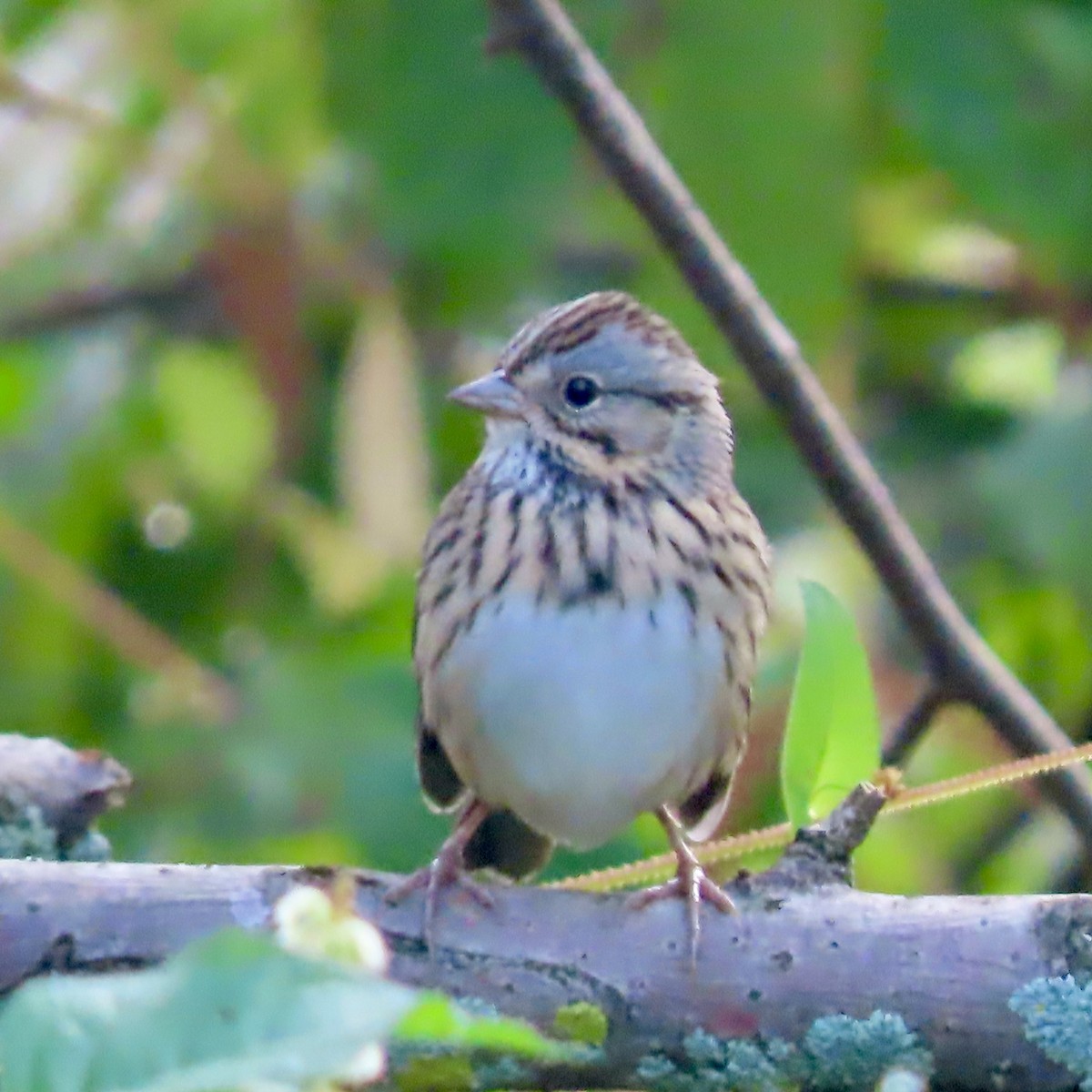 Lincoln's Sparrow - ML642116805