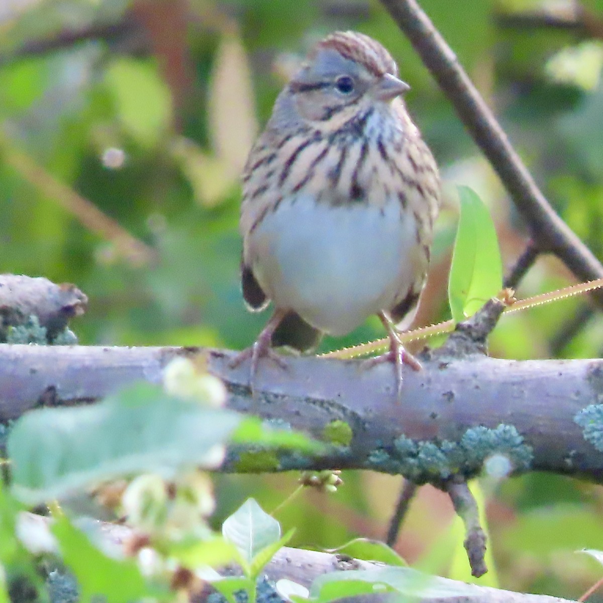 Lincoln's Sparrow - ML642116806