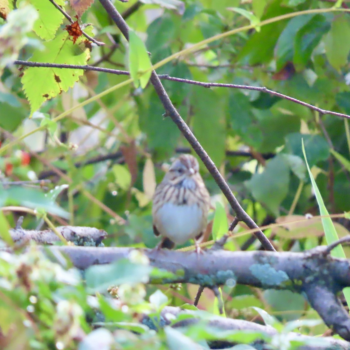 Lincoln's Sparrow - ML642116807