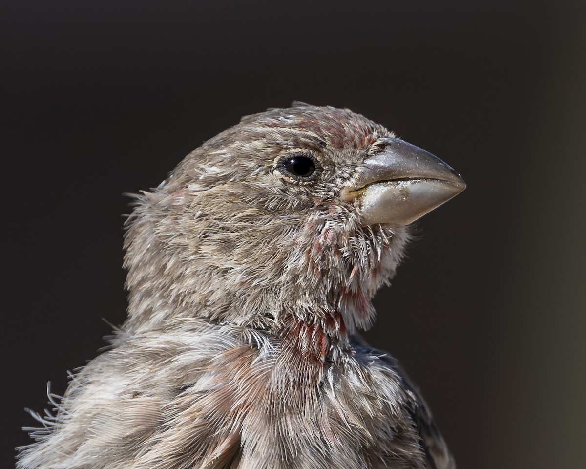House Finch - ML642116809