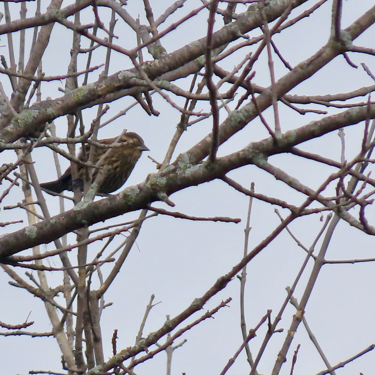 Red-winged Blackbird - ML642116821
